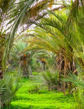 Kıbrıs adasındaki Palm Grove 'da. Randevu çiftliği. Egzotik görüntüler ve tropikal iklim.