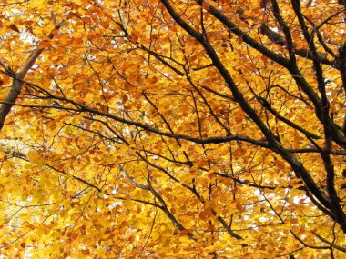 Sonbahar ağaçlarının dalları doğal arka plan olarak. Altın sonbahar, kopyalama alanı.