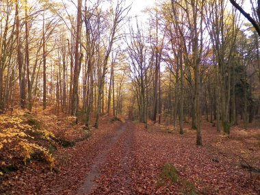 Sonbahar orman manzarası. Altın Polonya sonbaharı. Doğa konsepti