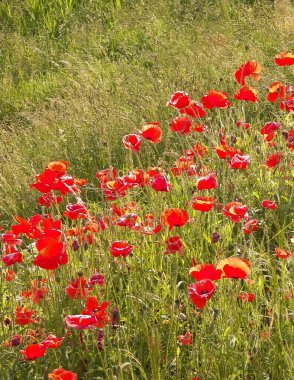 Doğa arka planı - gelincik çiçekleriyle dolu çayır. Yaz mevsimi doğa konsepti.