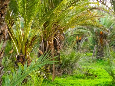 Kıbrıs adasındaki Palm Grove 'da. Randevu çiftliği. Egzotik görüntüler ve tropikal iklim.