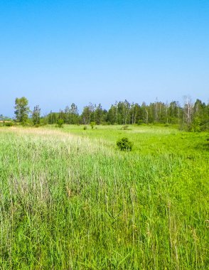 Sobieszewska Adası 'ndaki doğal rezerv. Sobieszewska Adası vahşi doğası ile bilinir. Seyahat ve doğa kavramı.