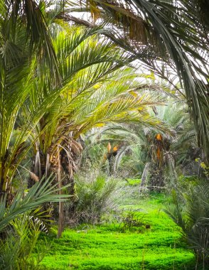 Kıbrıs adasındaki Palm Grove 'da. Randevu çiftliği. Egzotik görüntüler ve tropikal iklim.
