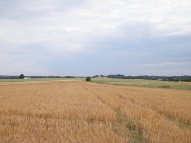 Kashubia 'da bir tarla. Tarım konsepti. Kuzey Polonya.