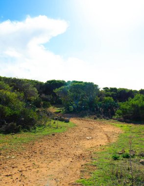 Marfa yarımadası Malta 'da orman 2000 doğa rezervi. Adanın kuzey kısmı.