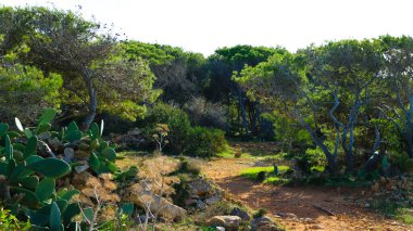 Marfa yarımadası Malta 'da orman 2000 doğa rezervi. Adanın kuzey kısmı.