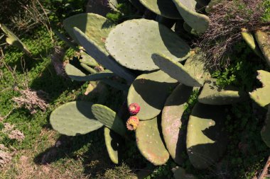 Dikenli armut Malta 'da en yaygın kaktüs türlerinden biridir.