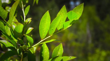 Çalılığı kapat ve yeşil yapraklar çıkar. Polonya 'nın Tuchola Ormanı bölgesinden Flora. Doğa geçmişi, yaz mevsimi. Boşluğu kopyala.
