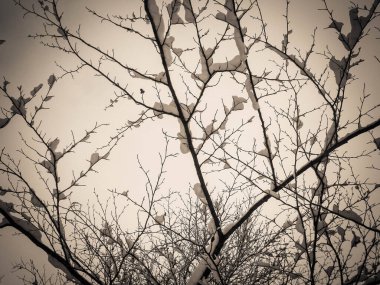 Kış mevsimi konsepti - dallarda beyaz kar. Doğa arkaplan, sanat filtresi tonu.