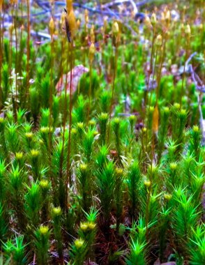 Close-up of forest moss and lichen. The beauty of nature as a background.