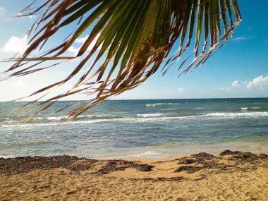 Akdeniz kıyısındaki sahil ve palmiyeler. Kıbrıs adasının egzotik doğası.