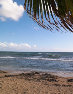 Akdeniz kıyısındaki sahil ve palmiyeler. Kıbrıs adasının egzotik doğası.