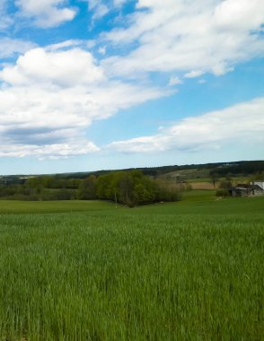 Kashubian Bölgesi, Wiezyca 'daki yeşil tarlalar ve tepeler. Wiezyca Polonya 'nın turistik bölgesidir.