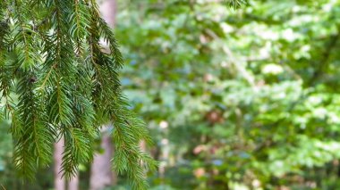 Forest background. Close-up of spruce branches. NAture concept. Copy space on blur.