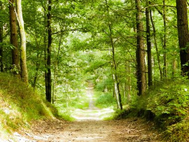 Yeşil ormanda yol. Yaz ormanı manzarası. Kuzey Polonya doğası. Seyahat ve doğa kavramı.