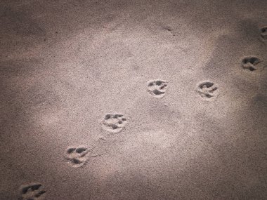 Kumda tilki pençesi izleri var. Doğa geçmişi. Boşluğu kopyala.