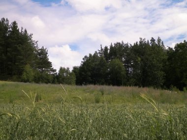Pelcznica Ulusal Parkı 'ndaki ormandaki çayır. Kuzey Polonya 'nın güzel doğası.