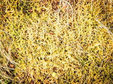 Close-up of forest moss and lichen. The beauty of nature as a background.