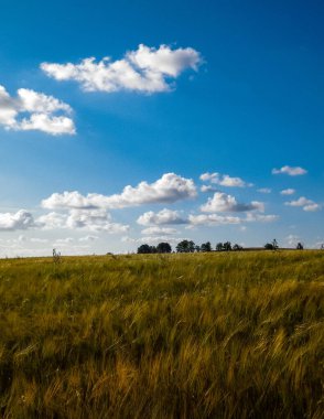 Altın tarlanın üzerinde güneşli bir gün. Doğa gerilemesi, gökyüzünde kopyalama alanı. Doğa ve tarım kavramı. Tipik Polonyalı köy manzarası. Kuzey Polonya.