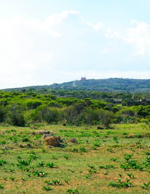 Marfa yarımadası Malta 'da orman 2000 doğa rezervi. Adanın kuzey kısmı.