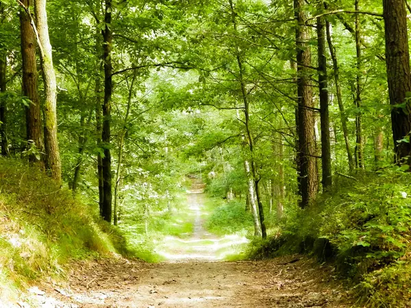 Yeşil ormanda yol. Yaz ormanı manzarası. Kuzey Polonya doğası. Seyahat ve doğa kavramı.