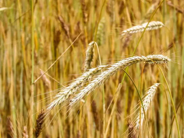 Çavdar bitkilerini doğa arka planı olarak kapatın. Tarım kavramı.