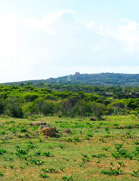 Marfa yarımadası Malta 'da orman 2000 doğa rezervi. Adanın kuzey kısmı.