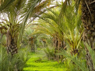 Date palm forest in Cyprus, asia. Tropical nature.