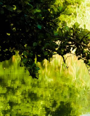 Dal ve gölet suyunu doğa arka planı olarak kapatın. Kopyalama alanı, Balkan doğa kavramı.
