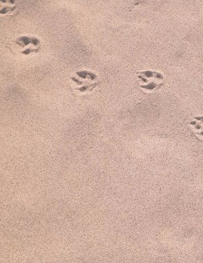 Kumda tilki pençesi izleri var. Doğa geçmişi. Boşluğu kopyala.