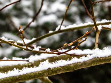 Ağaç dalında taze kar. Kış mevsimi doğası.