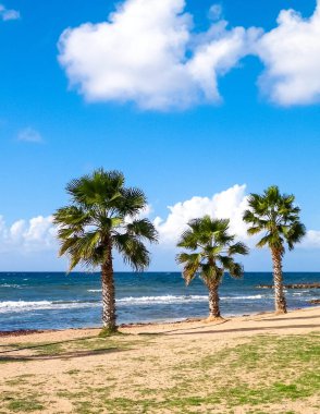 Kumsal ve palmiye ağaçları. Akdeniz kıyısı. Kıbrıs adası.