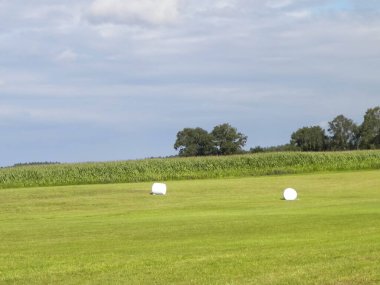 Yeşil bir tarlada balya toplayın. Kuzey Polonya 'da yaz sonu. Hasat..