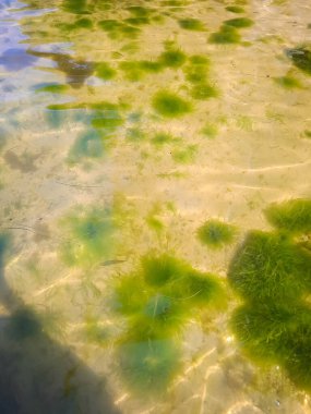 Temiz deniz suyunun doğası. Baltık Denizi. Puck Körfezi.