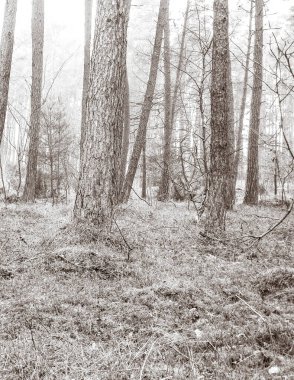 Baltık Denizi 'nin kıyı bölgesindeki çam ormanı. Tatiller ve turizm, Kuzey Polonya 'nın güzel doğası. BW soyut filtre tonu
