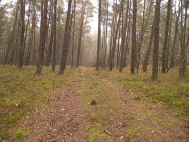 Baltık Denizi 'nin kıyı bölgesindeki çam ormanlarının manzarası. Kuzey Polonya 'nın güzel doğası. Doğa ve seyahat kavramı.