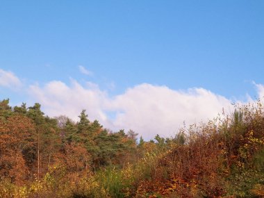 Mavi gökyüzü arka planında sonbahar ağaçları. Gökyüzündeki boşluğu kopyala. Sonbahar doğa kavramı.
