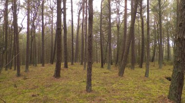 Baltık Denizi 'nin kıyı bölgesindeki çam ormanlarının manzarası. Kuzey Polonya 'nın güzel doğası. Doğa ve seyahat kavramı.