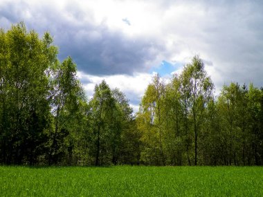 Kashubia 'da baharın başlangıcı. Kıştan sonra doğayı uyandırmak. Doğal arkaplan duvar kağıdı.