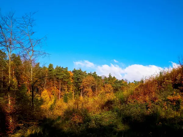Beautiful Polish golden autumn. Golden, autumnal trees against blue sky with white clouds. Nature and travel concept.