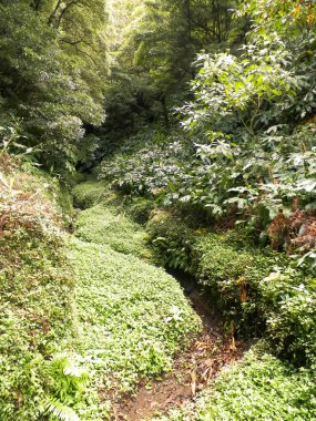 Tropikal ormanın manzarası. Sao Miguel Azores. Sao Miguel, Atlantik Okyanusu 'ndaki en büyük Azores takımadası adasıdır. Janela do Inferno Doğal Rezerv.