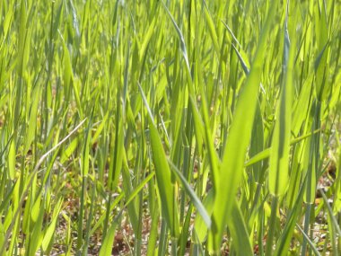Yeşil çimleri doğal arka plan olarak kapatın. Boşluğu kopyala