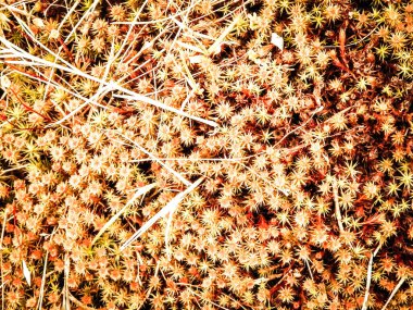 Close-up of forest moss and lichen. The beauty of nature as a background.