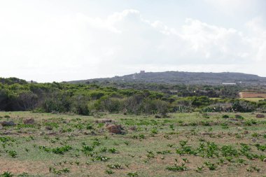 Marfa yarımadası Malta 'da orman 2000 doğa rezervi. Adanın kuzey kısmı.