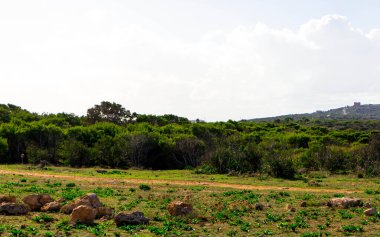 Marfa yarımadası Malta 'da orman 2000 doğa rezervi. Adanın kuzey kısmı.