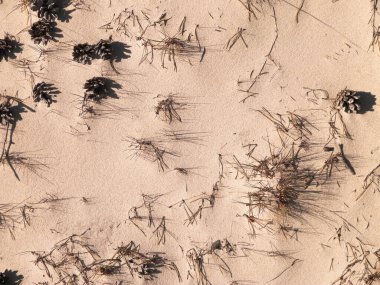 Cones and sand as a natural background. Copy space.