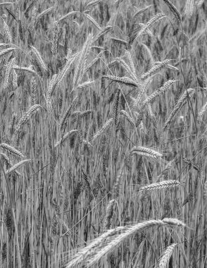 Çavdar bitkilerini doğa arka planı olarak kapatın. Tarım kavramı.