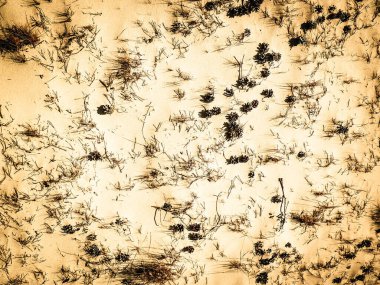 Cones and sand as a natural background. Copy space. Abstract filter toned.