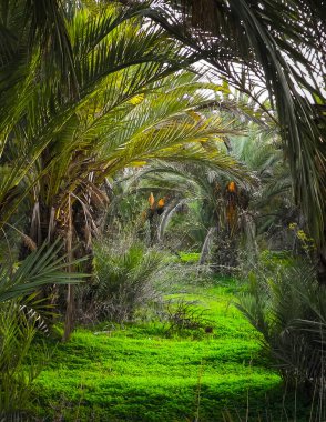 Kıbrıs adasındaki Palm Grove 'da. Randevu çiftliği. Egzotik görüntüler ve tropikal iklim.