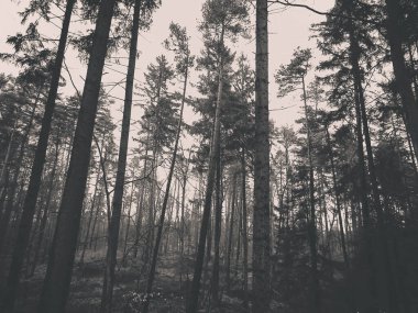 Kış tatilinden sonra orman tekrar uyanır. Bahar güneşi ağaçların arasından doğuyor Polonya doğası. Doğa konsepti. BW filtre tonu.